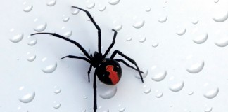 redback-spins-energy-tech-deal