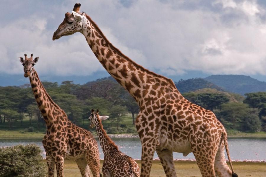 Post Header Image