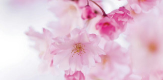 Japan-Legal-Market-Arbitration-centres-associations