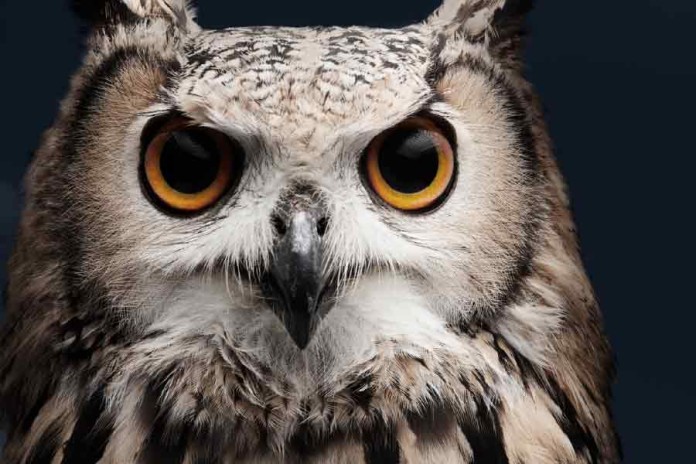 Owl-night-asia-business-law-hong-kong