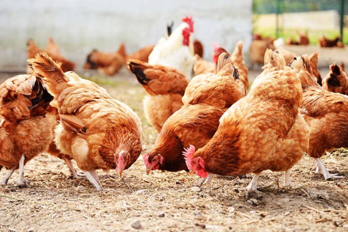 WTO rules US ban on Chinese poultry illegal, 世贸组织-美限制中国禽产品进口违规 WTO rules US ban on Chinese poultry illegal, 世贸组织-美限制中国禽产品进口违规