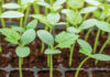 Call-For-Submissions-On-Seed-Law-Amendment_L