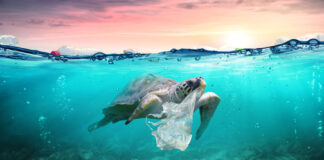 Single-use plastic banned from 2022
