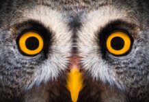 Google antitrust penalties