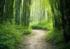 asian bamboo rapid growth