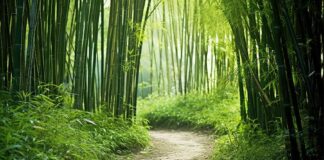 asian bamboo rapid growth