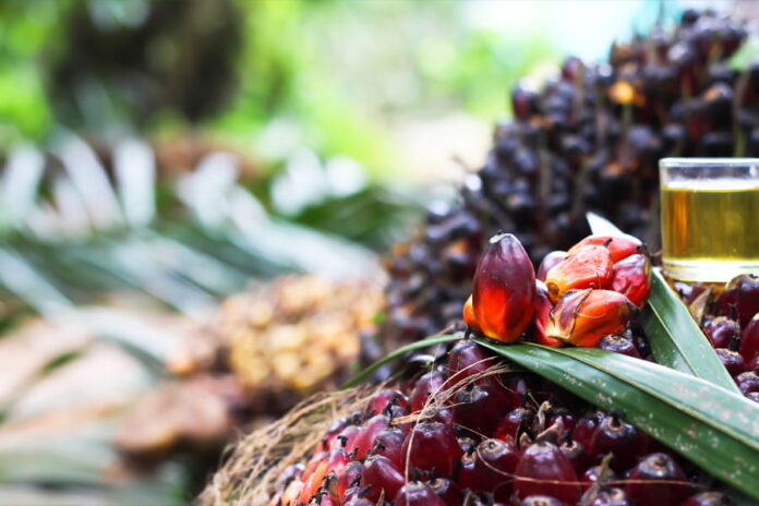 Johor Plantations Group’s IPO