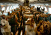 Arbitration Pet Air Transportation Disputes