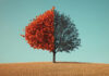 Legal experts' insights on bankruptcy