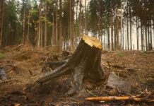 Kancha Gachibowli Forest Case