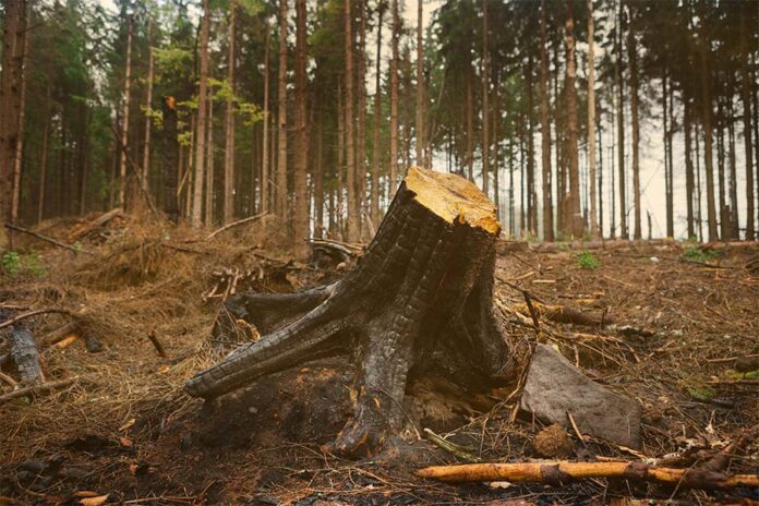 Kancha Gachibowli Forest Case